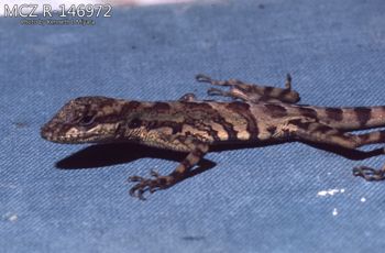 Media type: image;   Herpetology R-146972 Description: Photo of animal in life, taken in the field by Dr. Kenneth Ichiro Miyata. A slide of the photo was scanned in 2012 by Melissa Wooley.;  Aspect: lateral